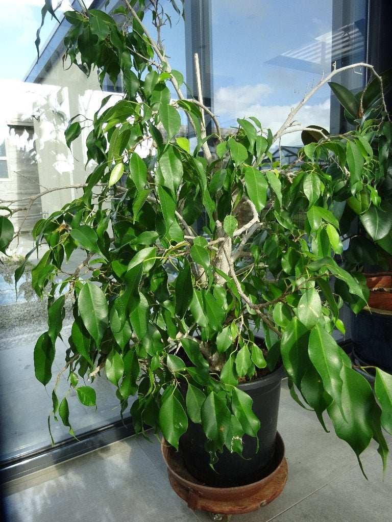 kamerplant ficus, Huis en Inrichting, Kamerplanten, Groene kamerplant, Ophalen, Ficus, Halfschaduw