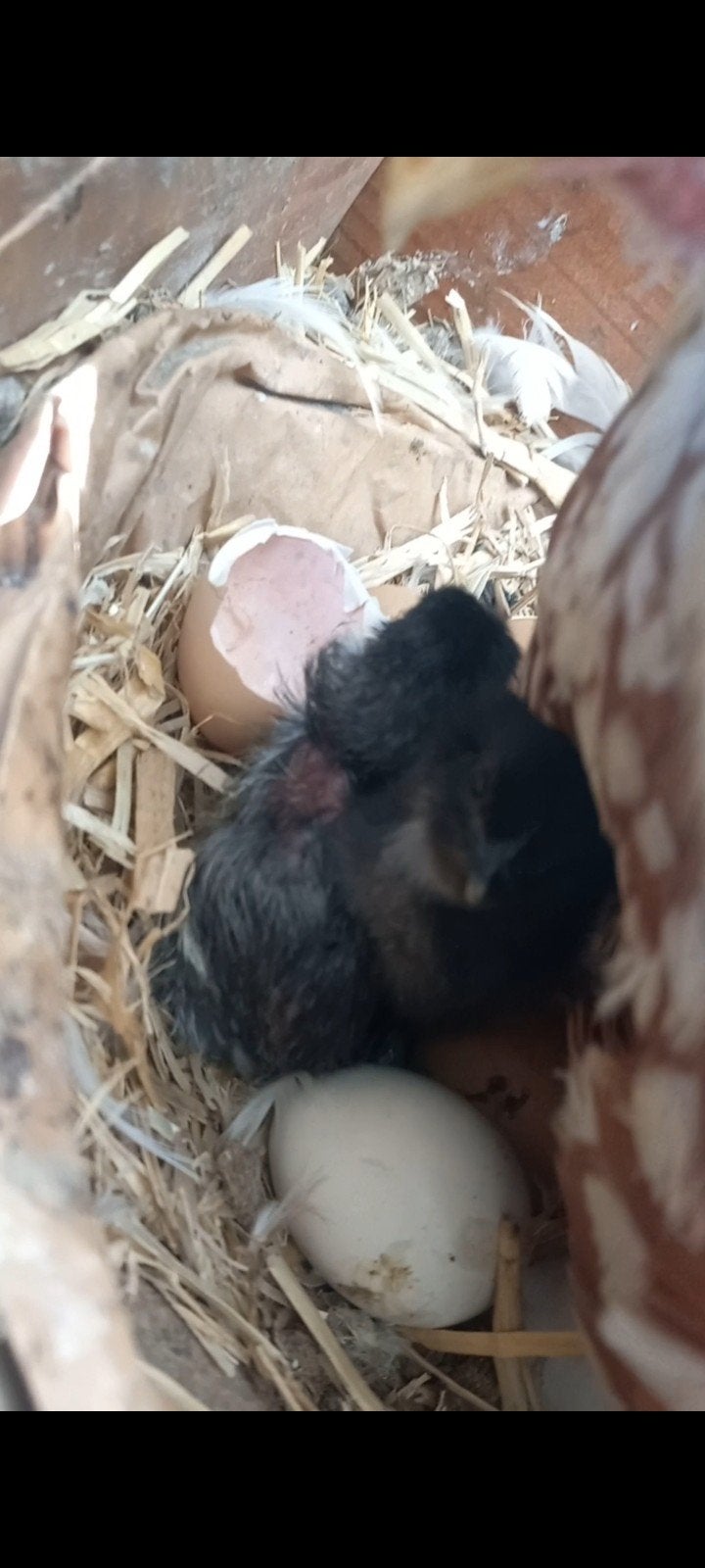 poussins ayam cemani, Animaux & Accessoires, Sexe inconnu, Poule ou poulet