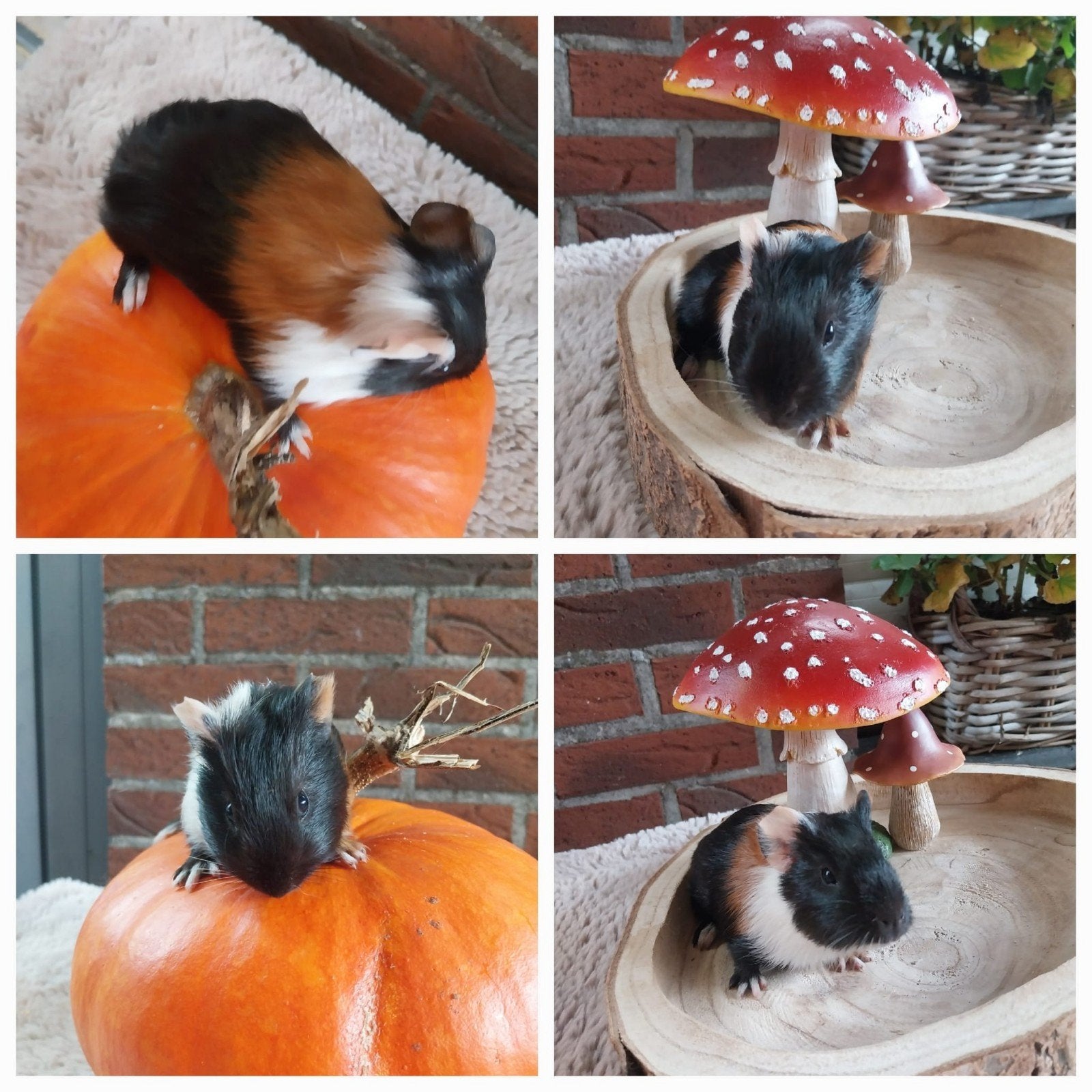 Cavia, Dieren en Toebehoren, September, Meerdere dieren, Cavia