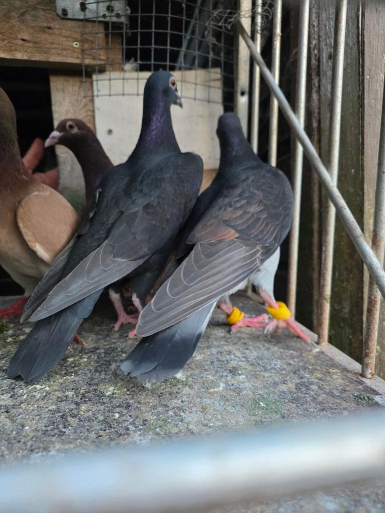 Pigeons Colourpost