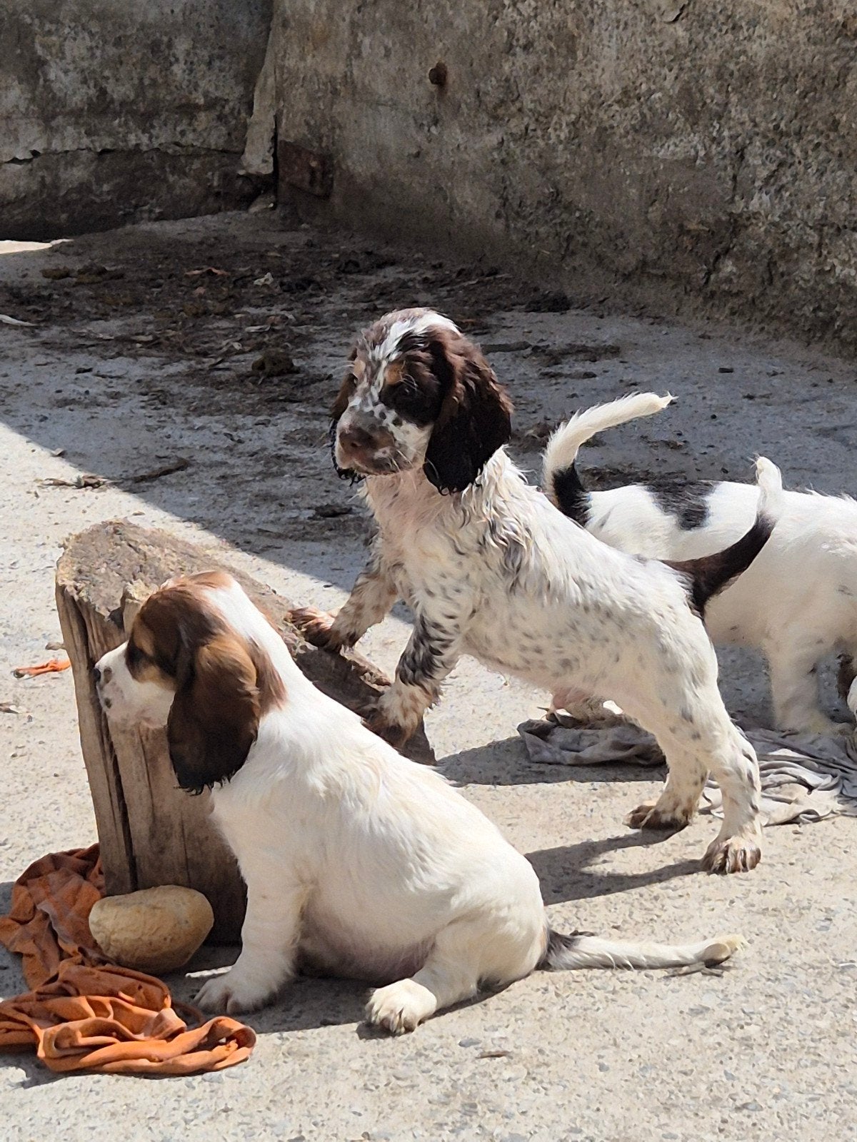 Engelse Cocker Spaniël pups, Dieren en Toebehoren, Parvo, België, Fokker | Hobbymatig, 8 tot 15 weken