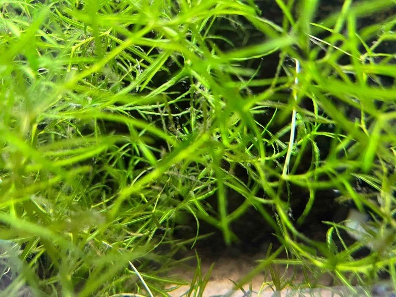 Guppy grass (Najas guadalupensis), Dieren en Toebehoren, Ophalen