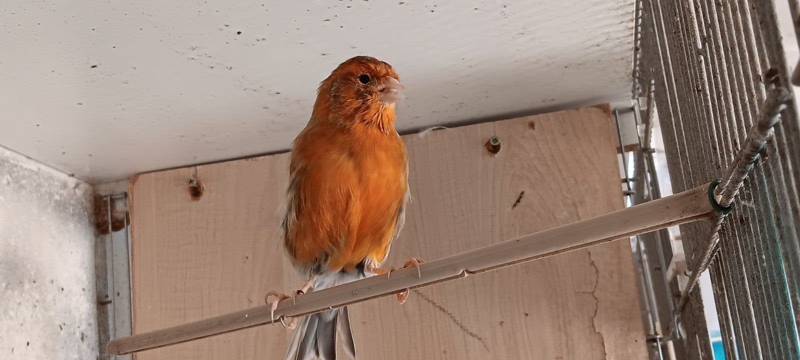 kanarie's, Dieren en Toebehoren