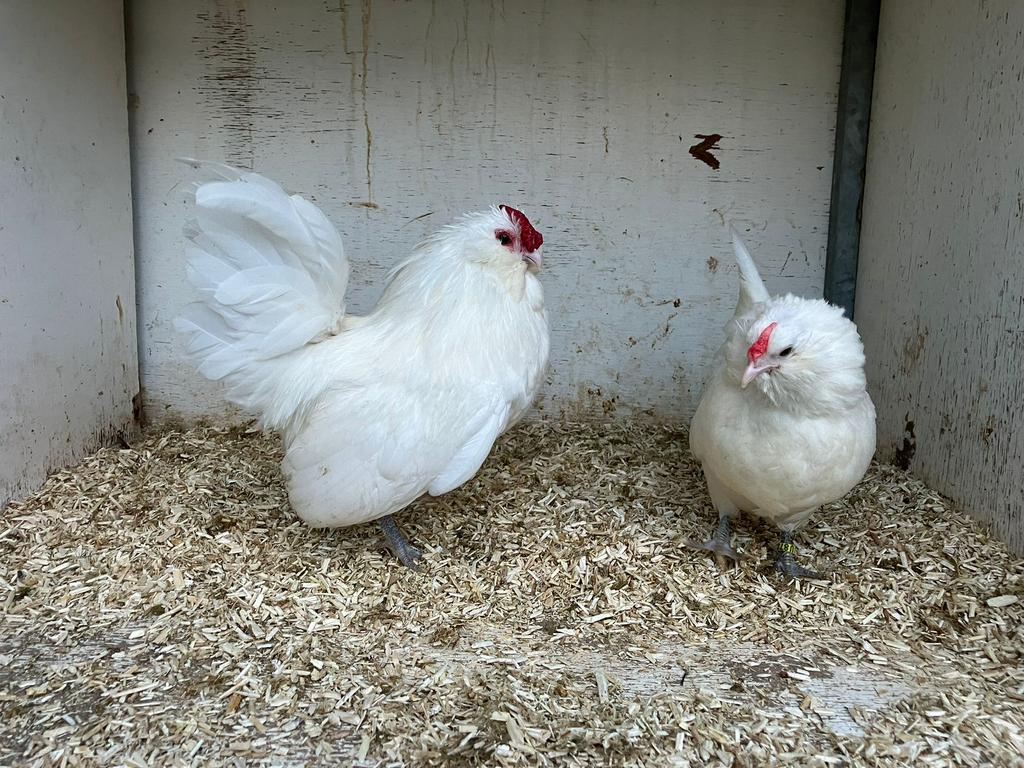4 witte antwerpse baardkriel hennetjes, Femelle, Poule ou poulet
