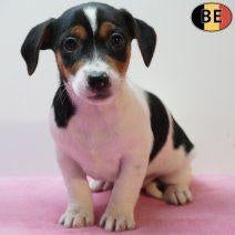 Schattige Jack Russell pups te koop, Dieren en Toebehoren, Parvo, België, Jack Russell Terriër, Handelaar