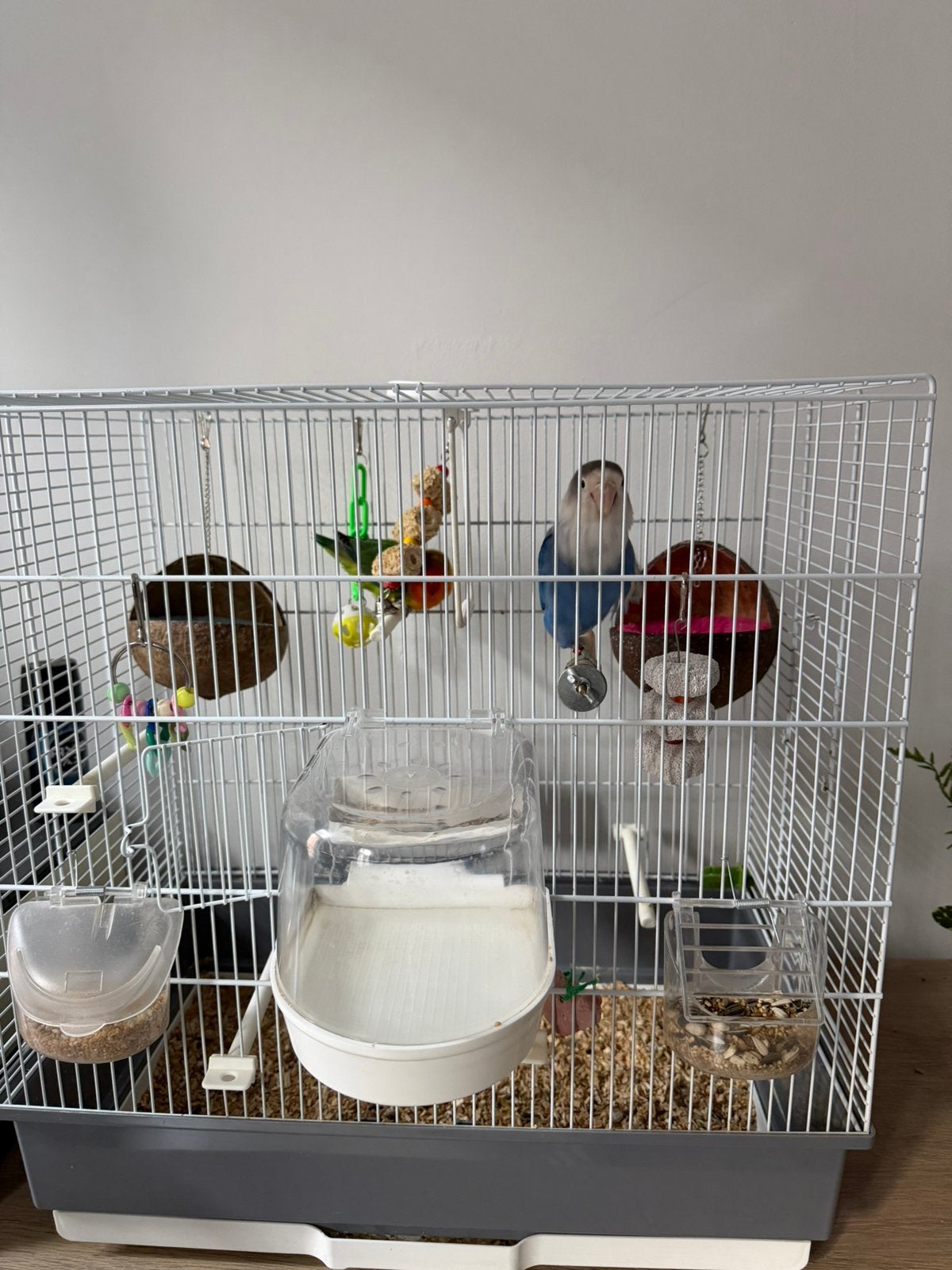 2dwerg papegaaien, Meerdere dieren, Dwergpapegaai of Agapornis, Geringd