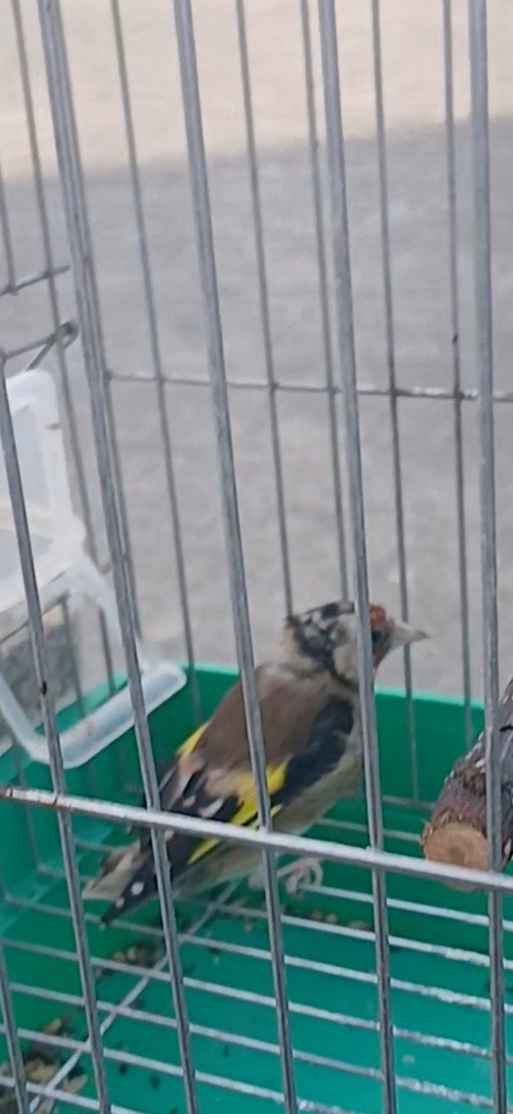 Femelle chardonneret, Animaux & Accessoires, Enlèvement ou Envoi