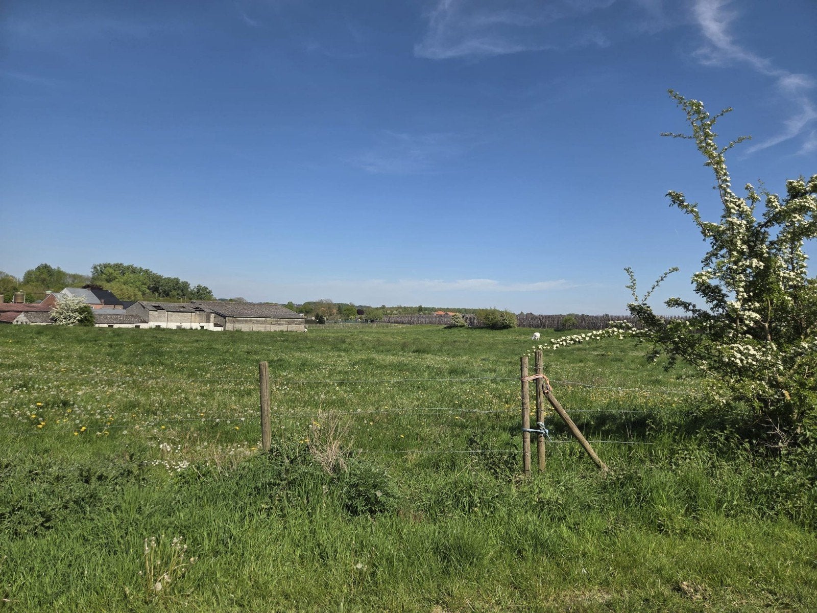 Recreatiepaard gezocht
