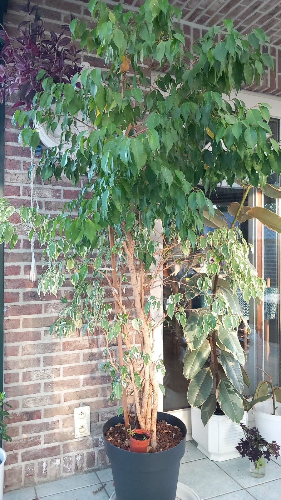 Kamerplant Ficus Benjamina, Maison & Meubles, Enlèvement, Ficus, 150 à 200 cm