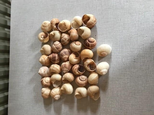 Escargotschelpen, Ophalen of Verzenden