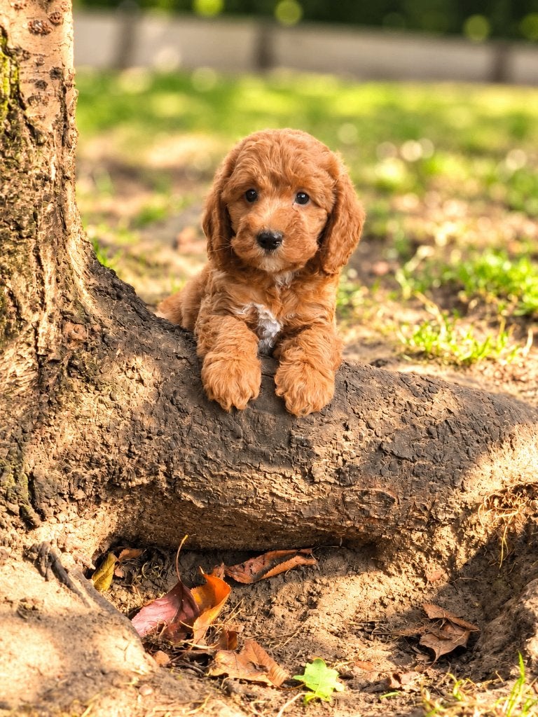 de magnifiques chiots cockapoo sont nés avec nous !, Maladie de Carré (chiens), Taille moyenne, Plusieurs, Belgique