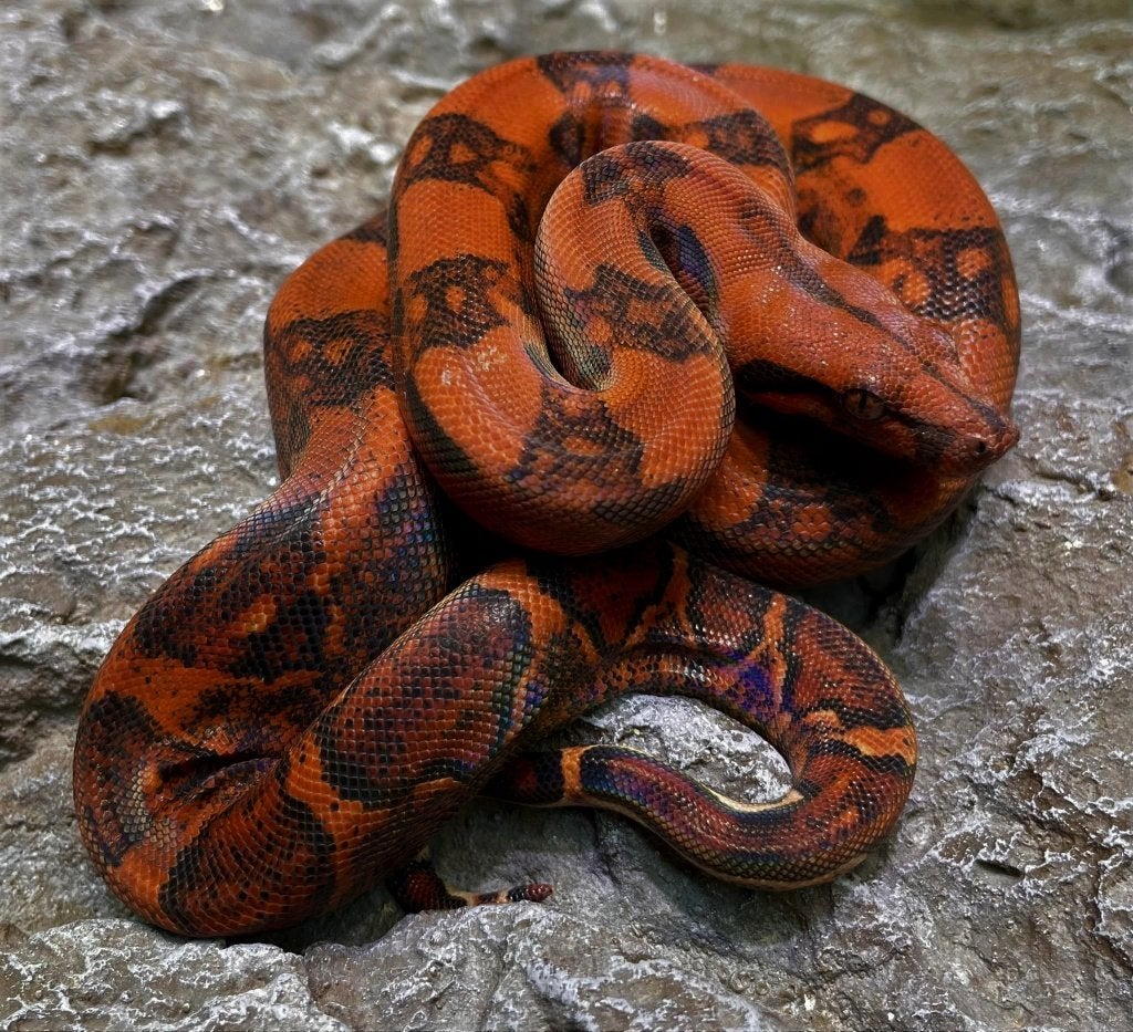 Boa  Blood, Serpent, 3 à 6 ans