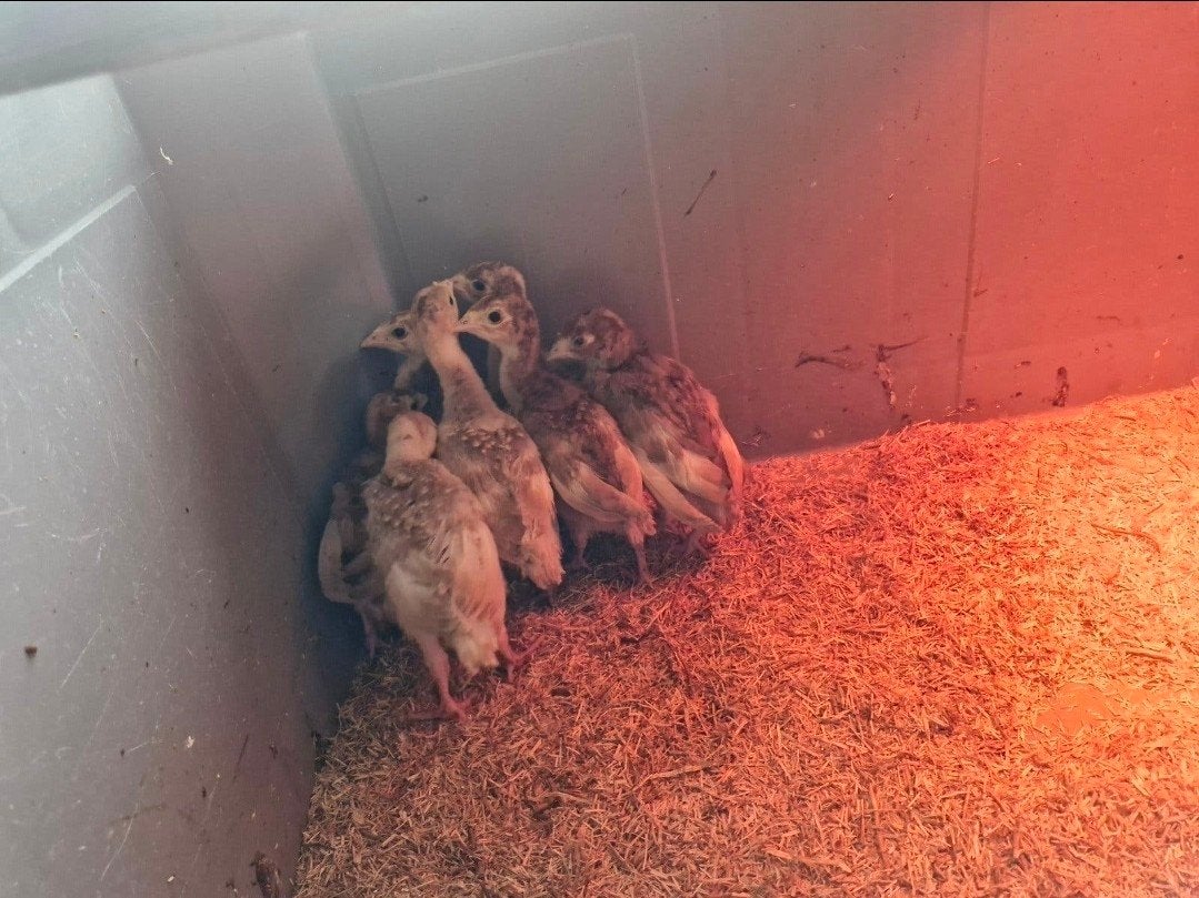 kalkoenkuikens, Dieren en Toebehoren, Reptielen en Amfibieën