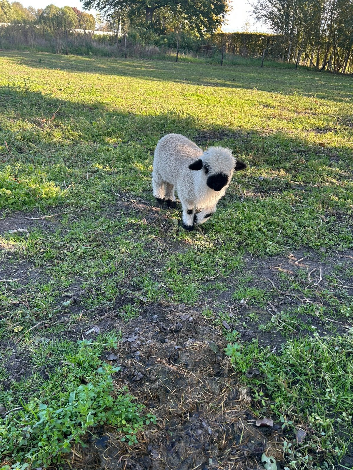 Walliser ram, Animaux & Accessoires, Mâle, Mouton, 0 à 2 ans
