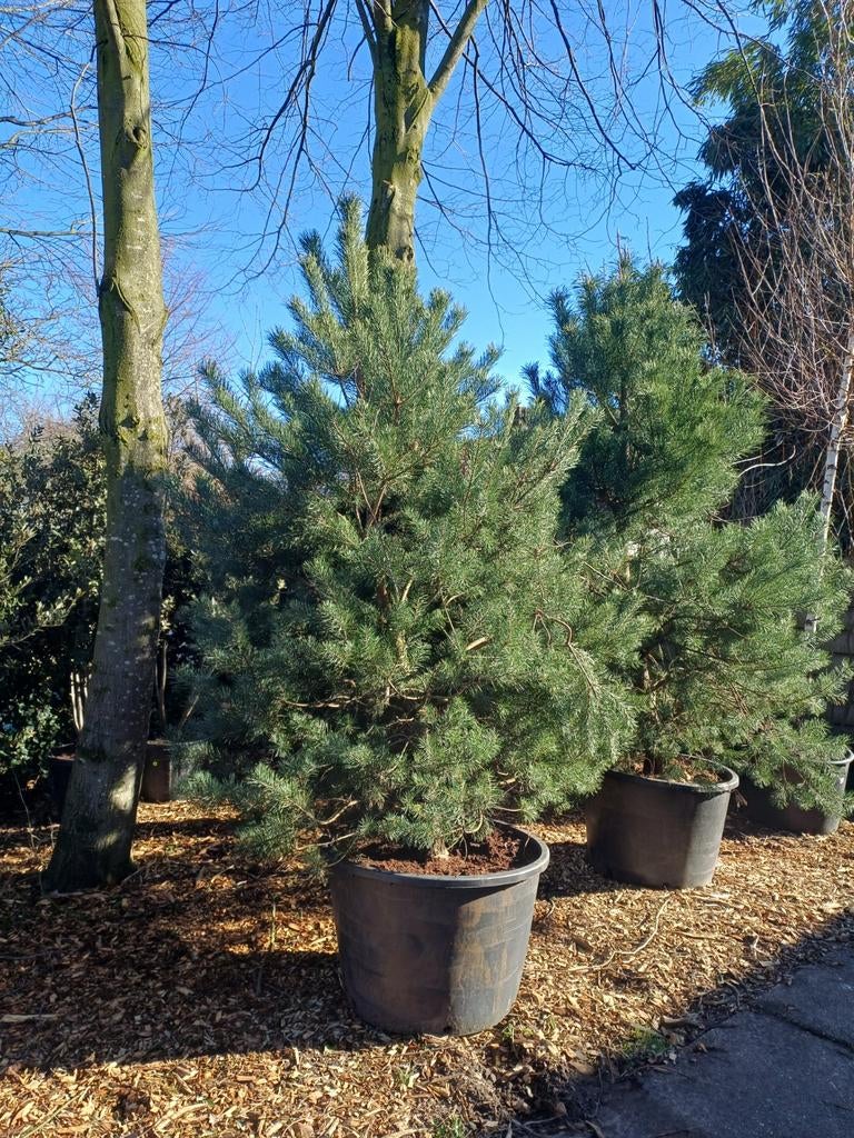 2 stuks mooie Pinus sylvestris, Den, Ophalen, In pot