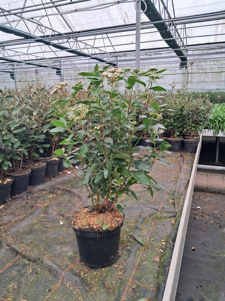 Viburnum tinus, Hagen en Sierheesters.
