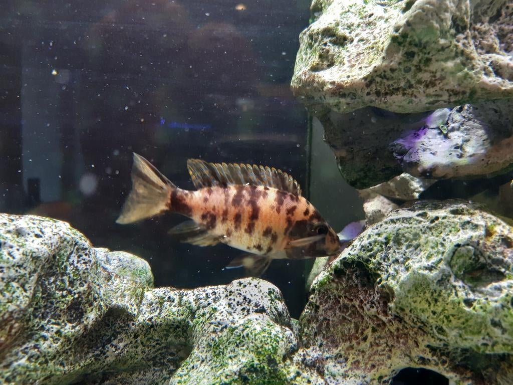 Aulonocara, Afrikaanse cichliden, Dieren en Toebehoren, Vis, Zoetwatervis