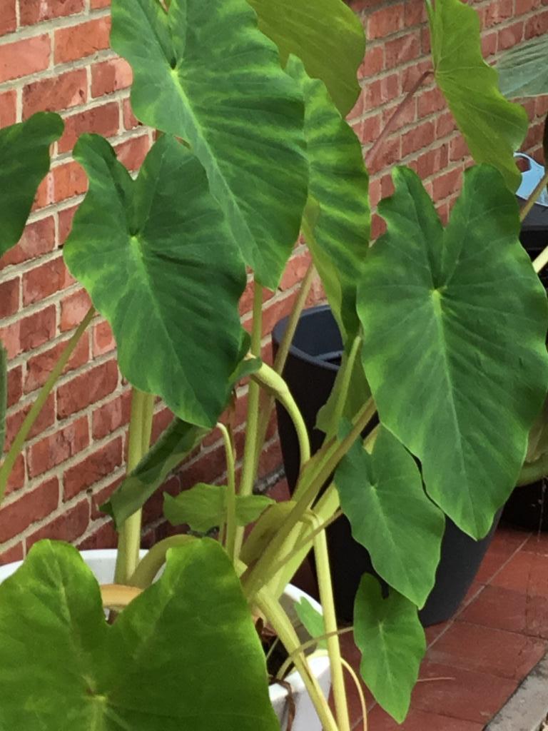 Colocasia Jack giant, Tuin en Terras, Ophalen of Verzenden