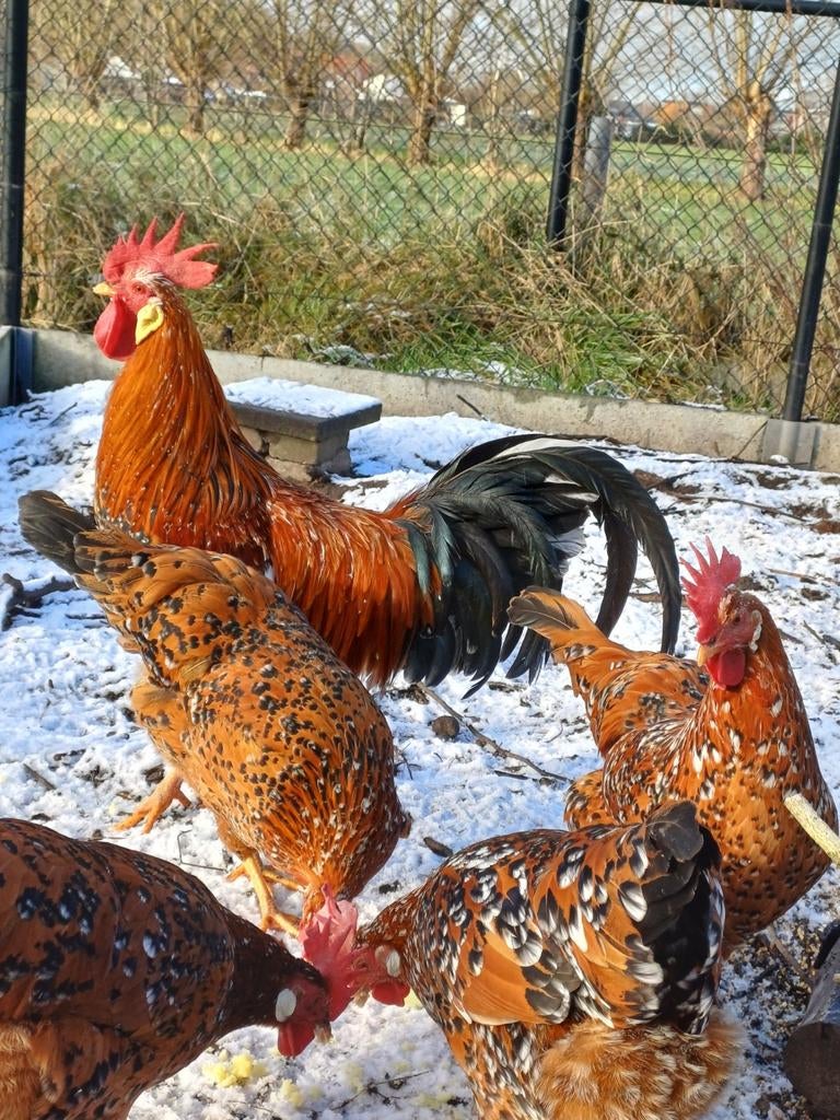 Broedeieren Leghorn Porselein, Dieren en Toebehoren, Geslacht onbekend, Kip
