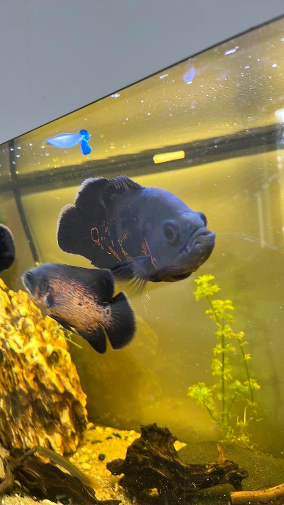 Poisson Oscar, Poisson