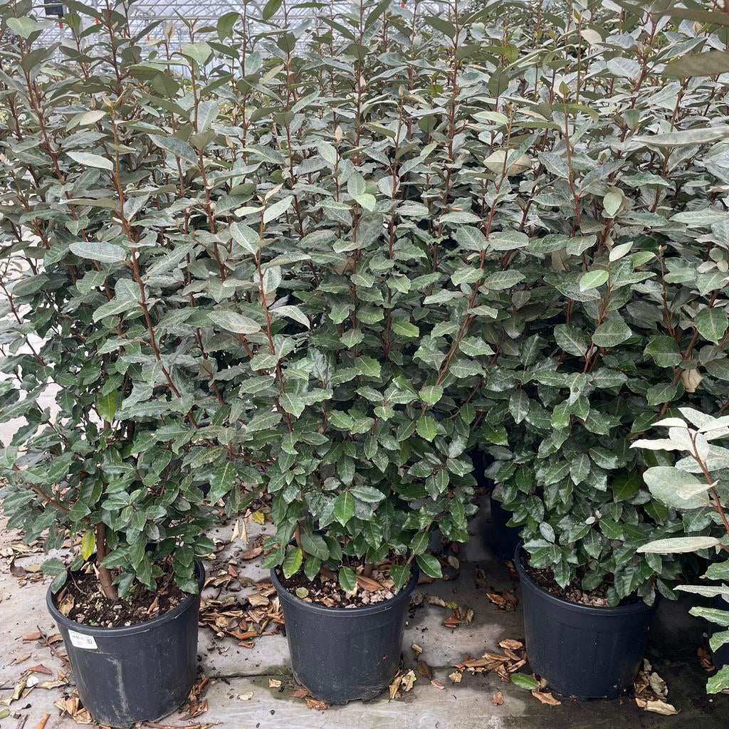 Olijfwilg aan PROMOprijzen., Tuin en Terras, Planten | Tuinplanten, Ophalen, Overige soorten