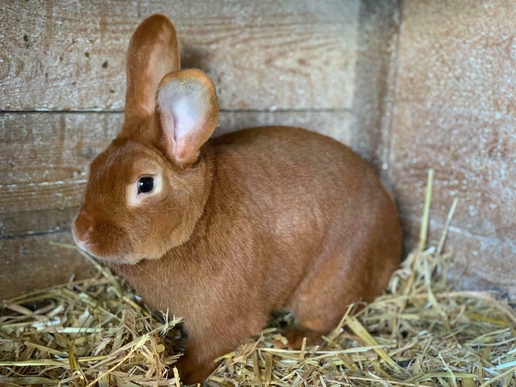 Vaal van Bourgondië Voedsters, rammen, kleintjes, Dieren en Toebehoren