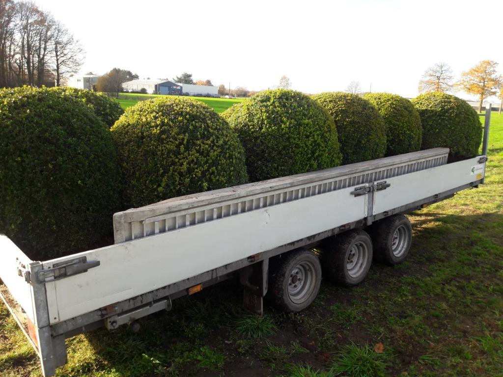 Grote buxus bollen, zelf te rooien, Ophalen, Vaste plant