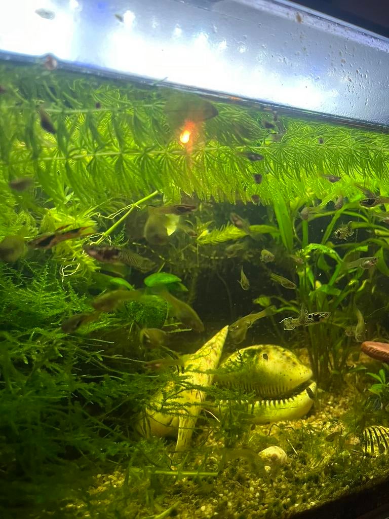 30tal yellow tiger endler guppy, Poisson, Poisson d'eau douce