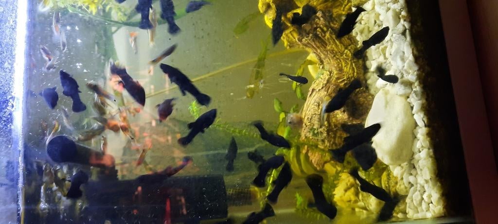 Jonge black molly's max 10stuks 2eu/stuk, Dieren en Toebehoren, Vissen | Aquariumvissen