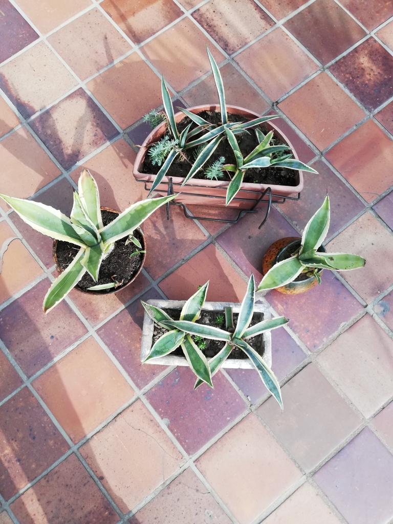 Algarve planten, Tuin en Terras, Ophalen of Verzenden