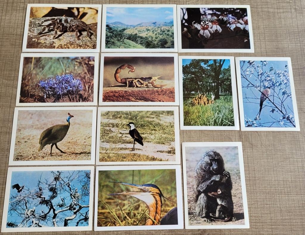 12 oude prenten: Côte d'Or reeks Faunaflor Congo II, Verzamelen, Ophalen of Verzenden, Gebruikt, Natuur, Prent