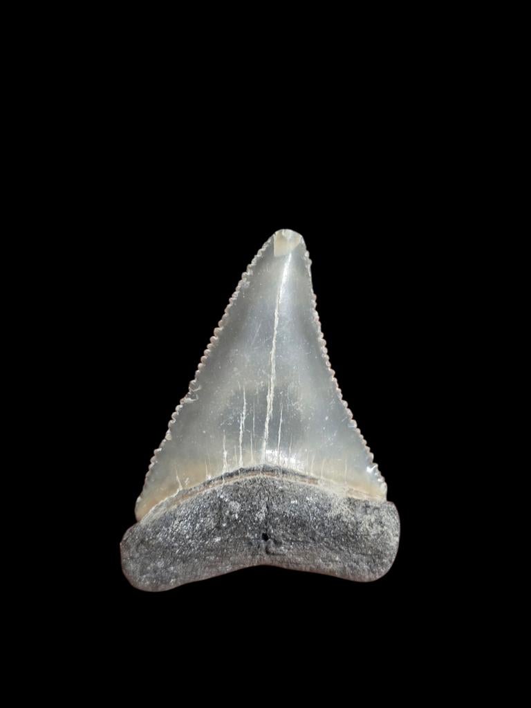 7) Grand carcharodon carcharias (requin blanc) de Bone Valle, Enlèvement ou Envoi, Fossile