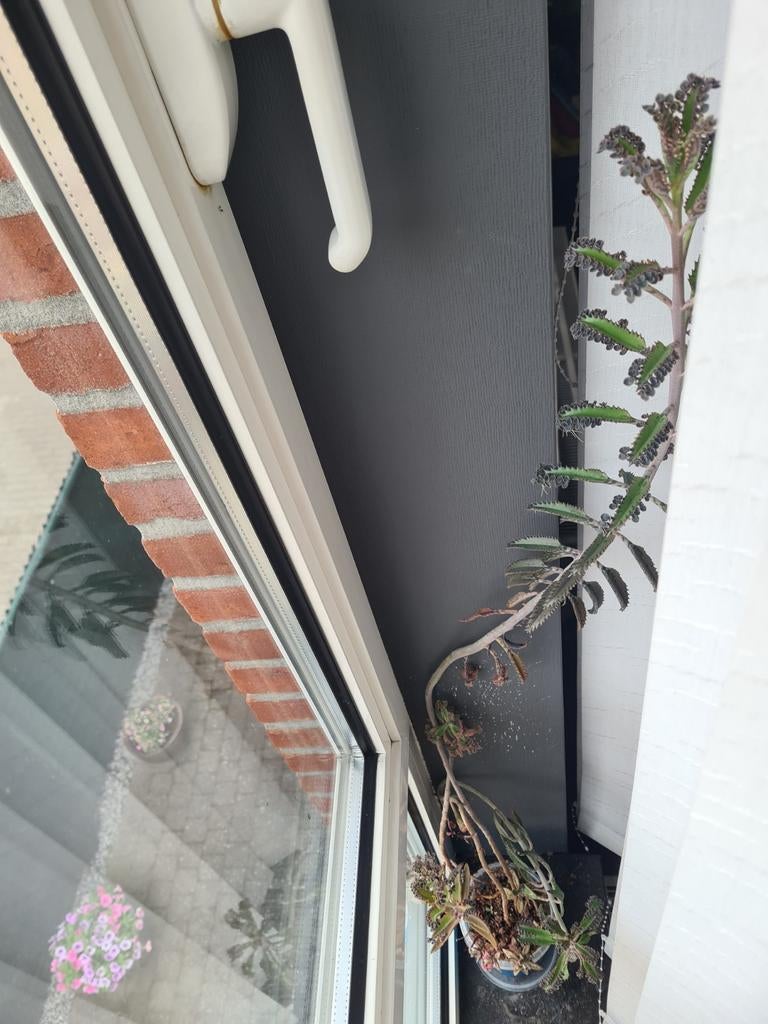 Mother of millions, Huis en Inrichting, Kamerplanten, Vetplant, 100 tot 150 cm, Ophalen of Verzenden, Bloeiende kamerplant