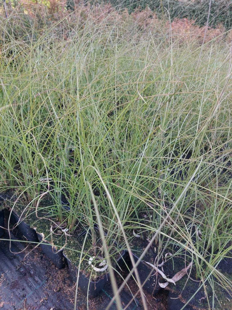 Siergras: Miscanthus 'Gracimillus' prachtriet, Tuin en Terras, Ophalen, Volle zon, Vaste plant, Siergrassen