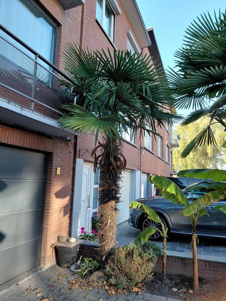 Wondermooie Trachy Carpus Fortunei palmboom hoogte +/- 450 m, Ophalen, In pot, Palmboom