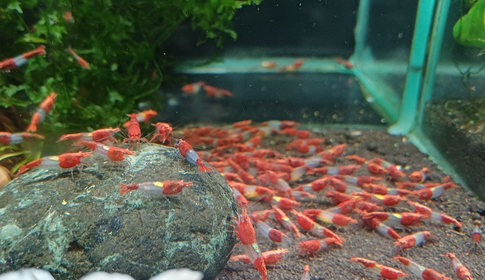 Hobbyaquarium  Red Rilli / rilly garnalen mooi op kleur/maat, Kreeft, Krab of Garnaal, Zoetwatervis, Schoolvis