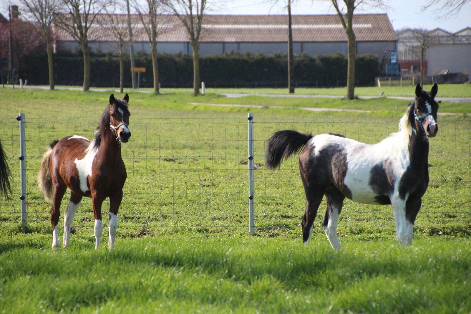 Jaarling merrieveulens AES, bont BWP x arabier, eventing, Dieren en Toebehoren, Paarden