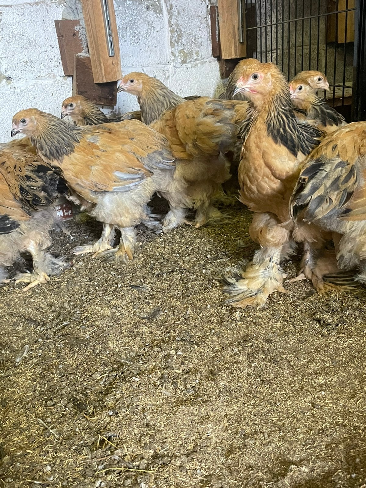 Brahma kippen, Dieren en Toebehoren