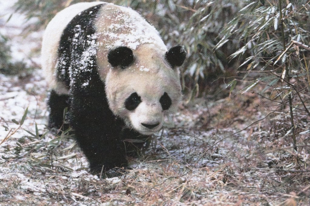 REUZENPANDA, Verzamelen, Postkaarten | Dieren, Verzenden, Ongelopen, Wild dier