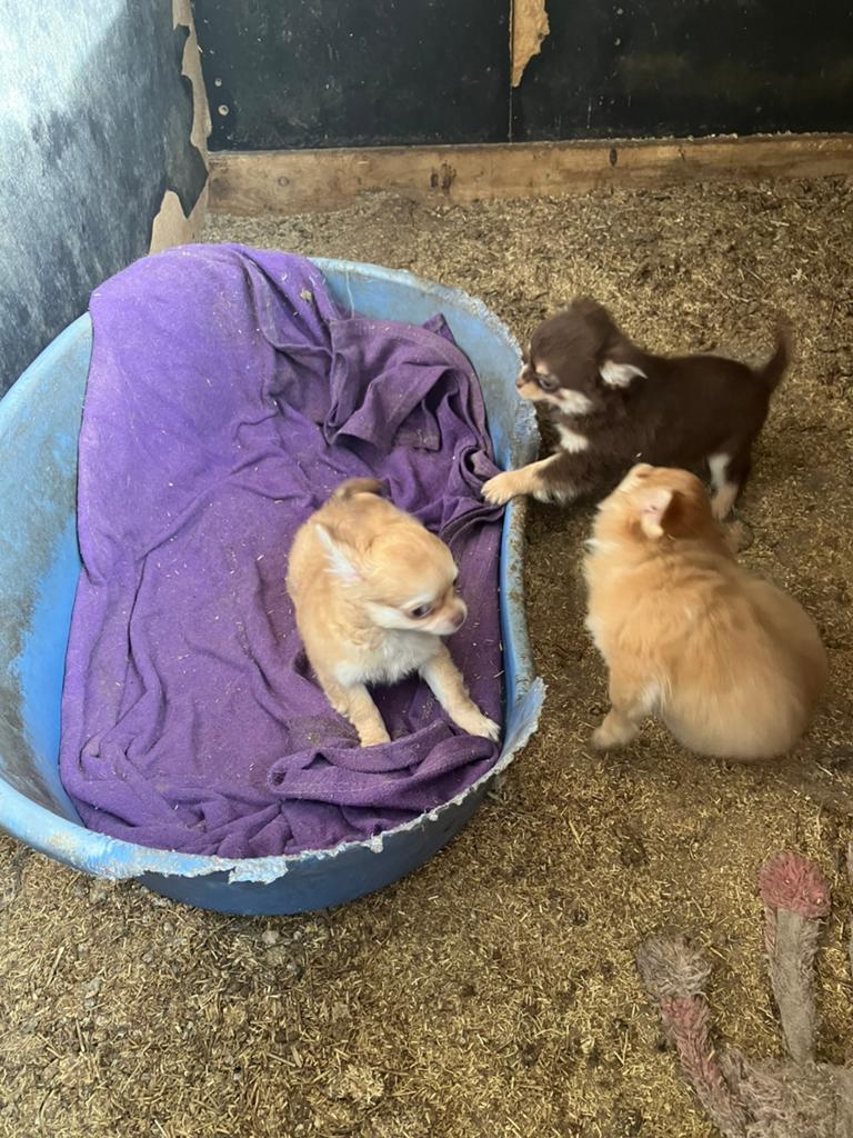 Te koop drie mooie Schihuhaha zoeken een warm nestje, Dieren en Toebehoren, Honden | Chihuahua's en Gezelschapshonden, België