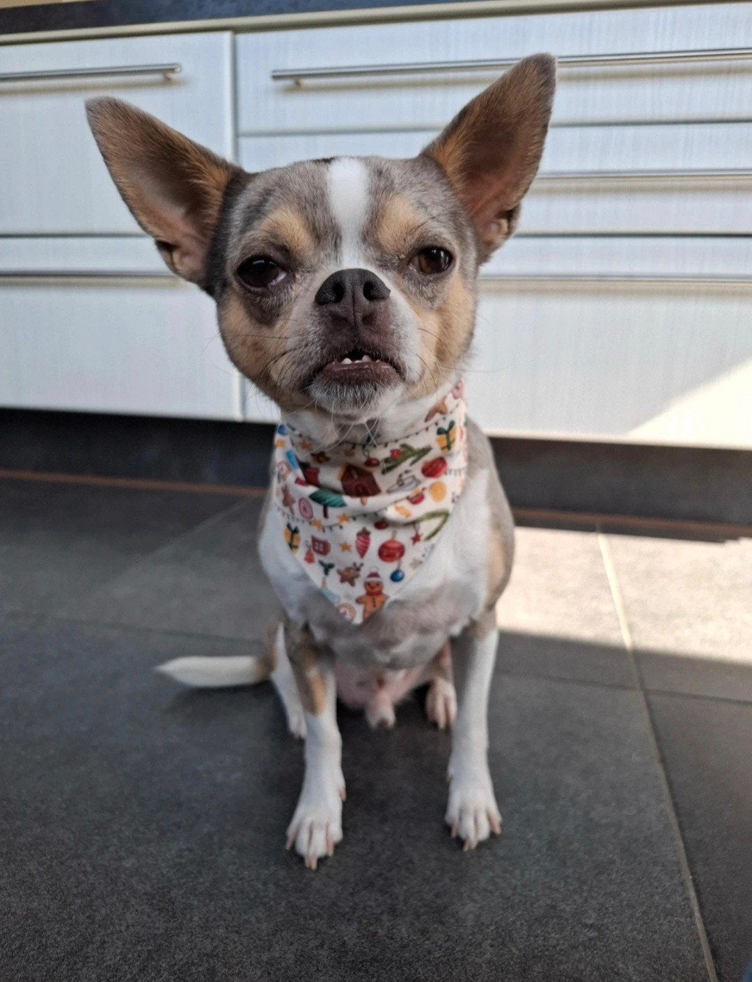 Hondenbandana S/M, Dieren en Toebehoren, Ophalen of Verzenden, S