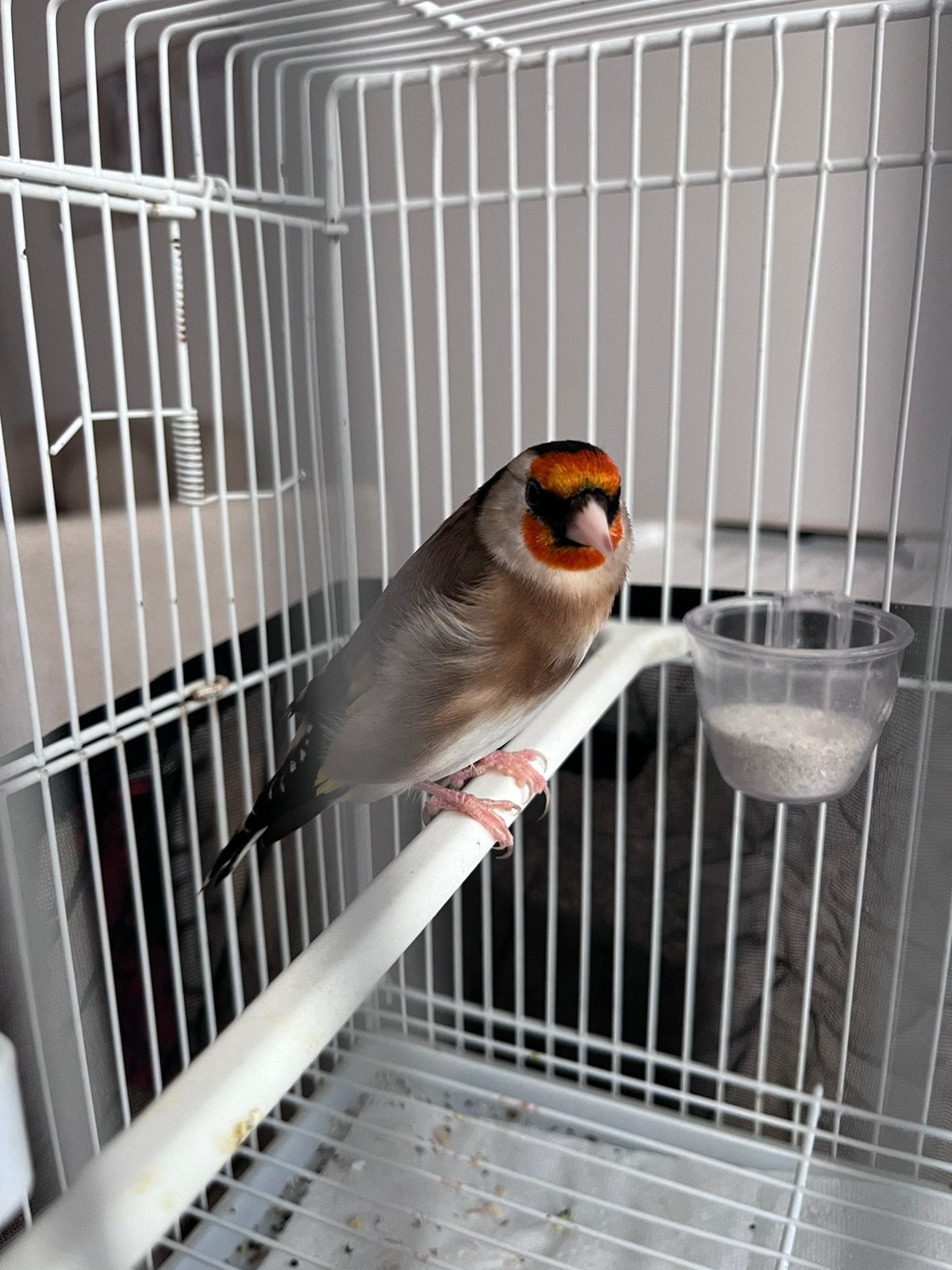 Chardonneret parva, Animaux & Accessoires, Oiseaux | Oiseaux Autre