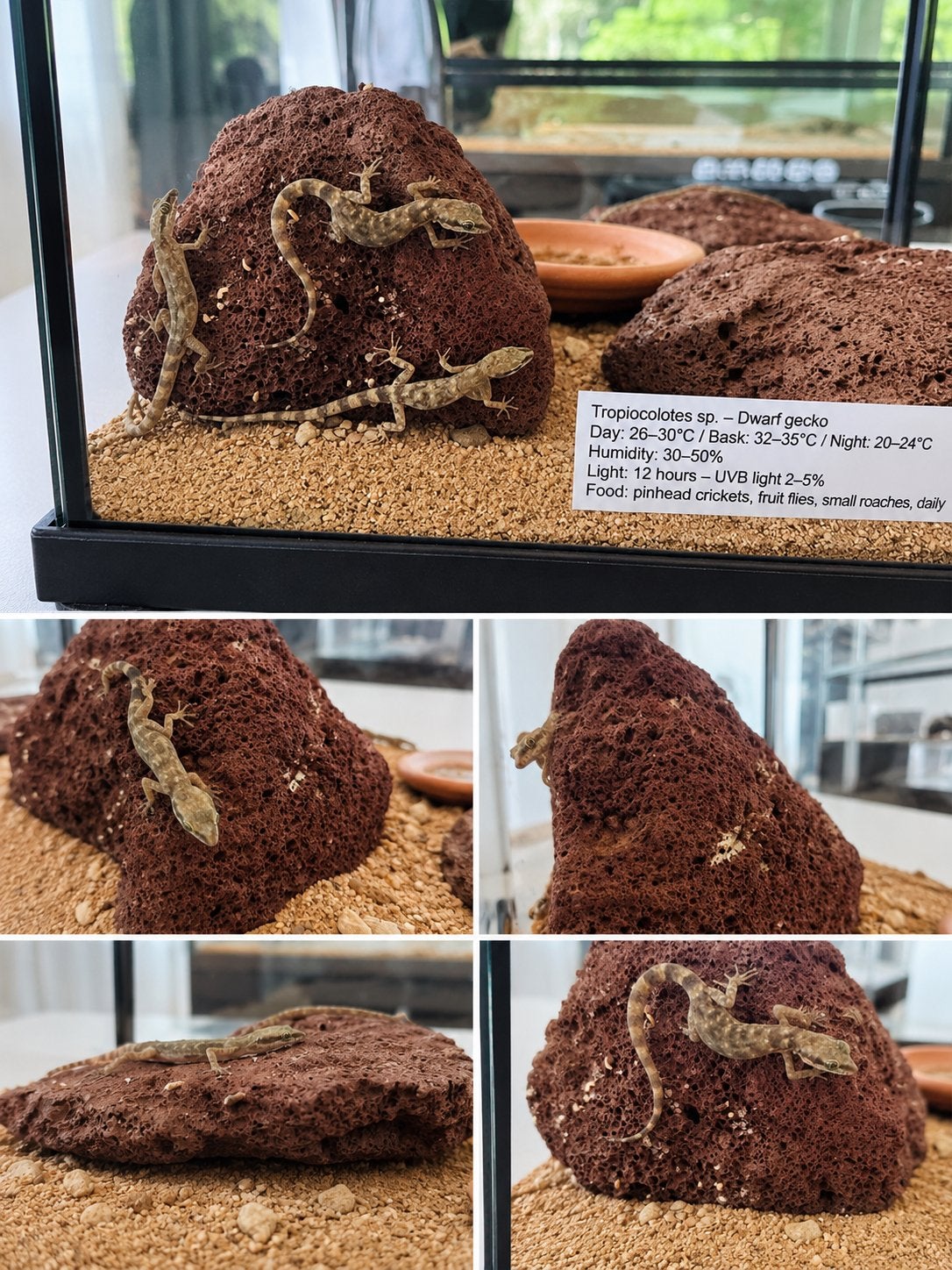 GERESERVEERD 6 Tropiocolotes dwerggekko’s  + terrarium, Dieren en Toebehoren, Met terrarium, 0 tot 2 jaar