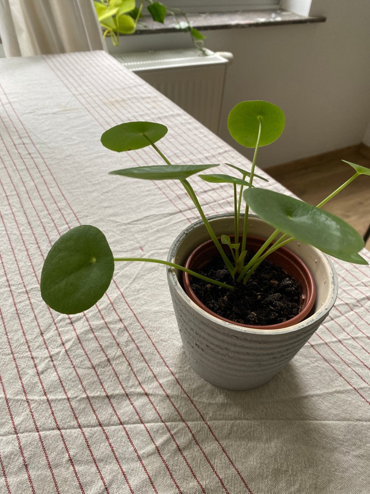 Pilea (pancake plant), Maison & Meubles, Enlèvement, Autres espèces, Moins de 100 cm