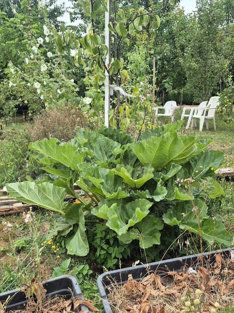 Grand plant de rhubarbe bio avec racines, Jardin & Terrasse, Plantes | Jardin, Enlèvement