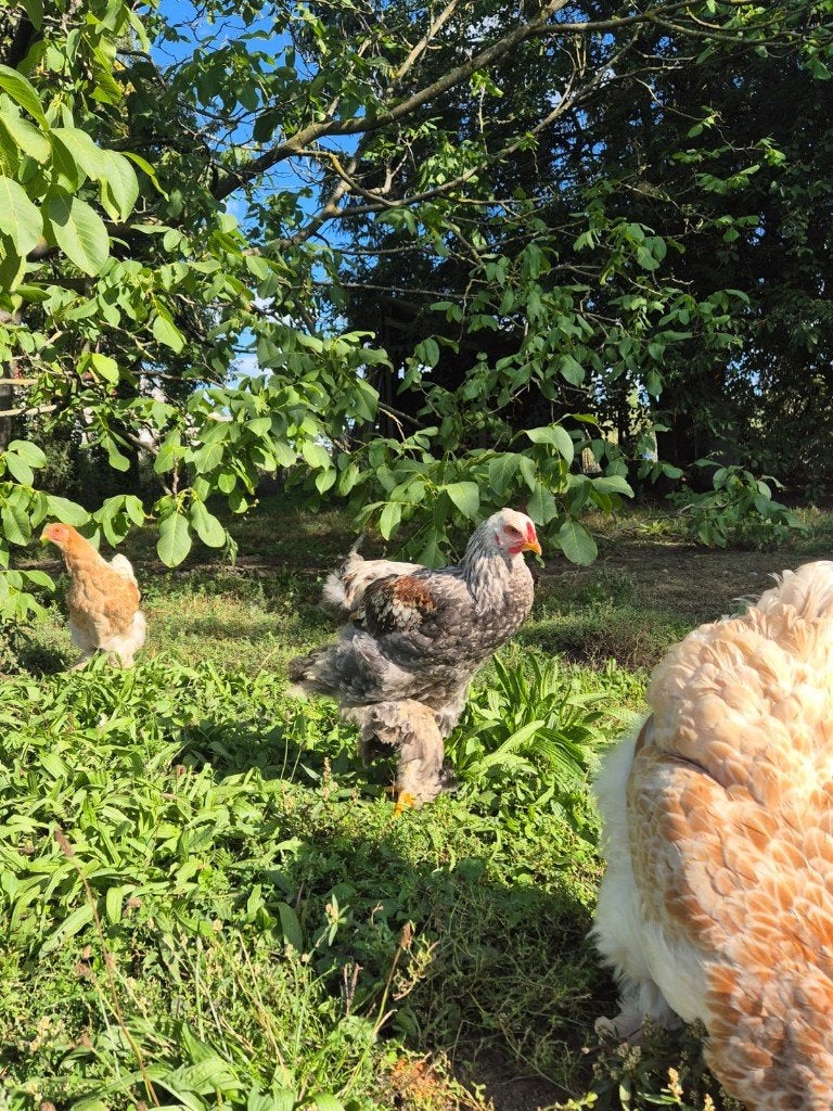 Brahma haan van juli 2026, Animaux & Accessoires, Mâle, Poule ou poulet