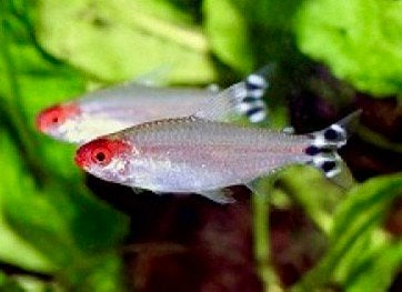 Roodneus zalm Nakweek, Dieren en Toebehoren, Vissen | Aquariumvissen, Vis, Zoetwatervis, Schoolvis