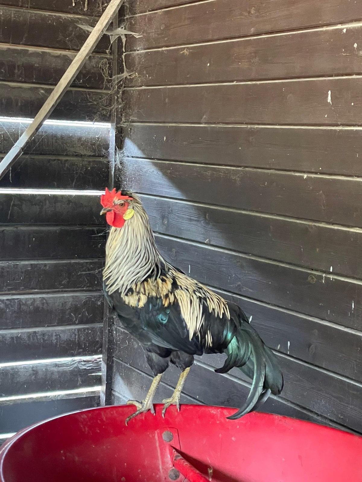 Sierhaan zoekt een nieuwe thuis, Dieren en Toebehoren, Mannelijk, Kip