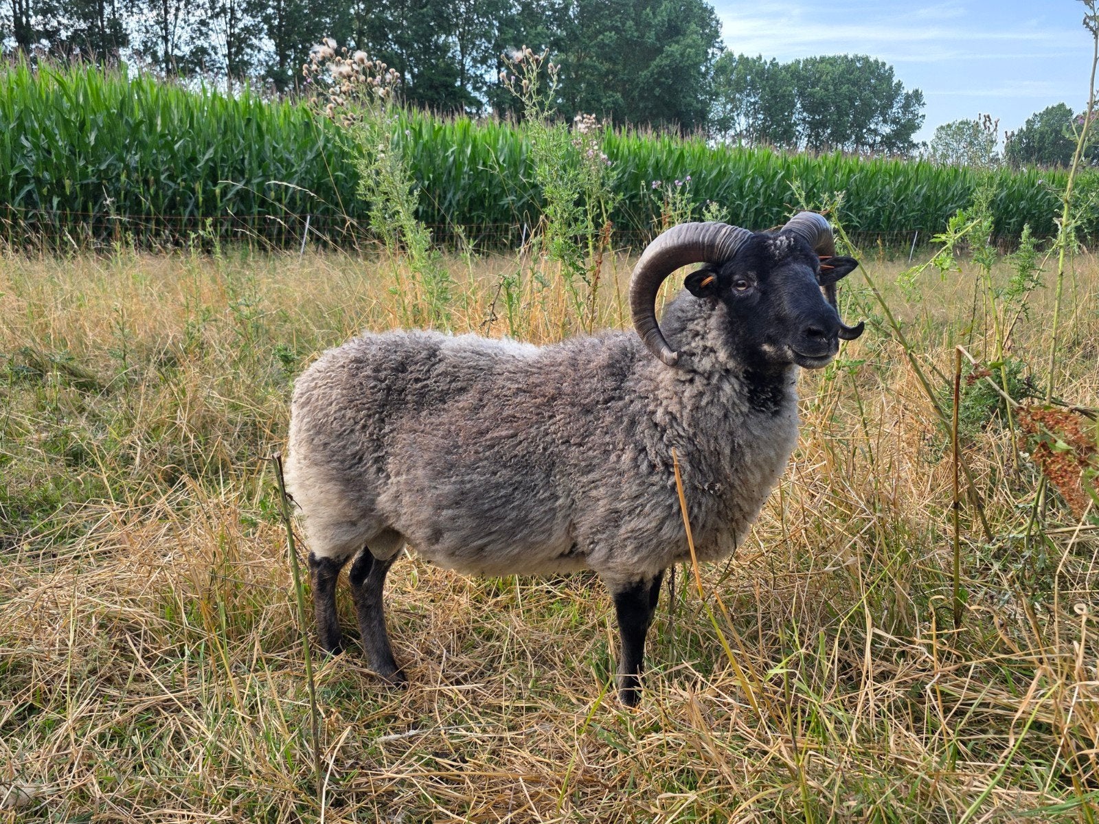 Mooie dekram, Dieren en Toebehoren, Mannelijk, Schaap, 0 tot 2 jaar