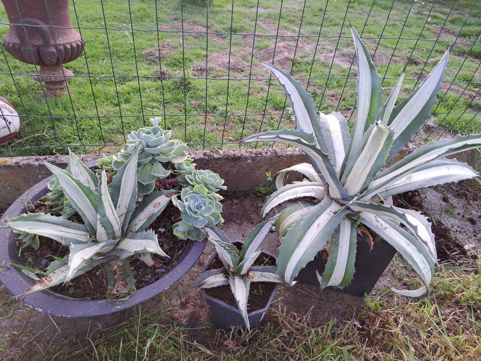 Agave americana mediopicta, Ophalen